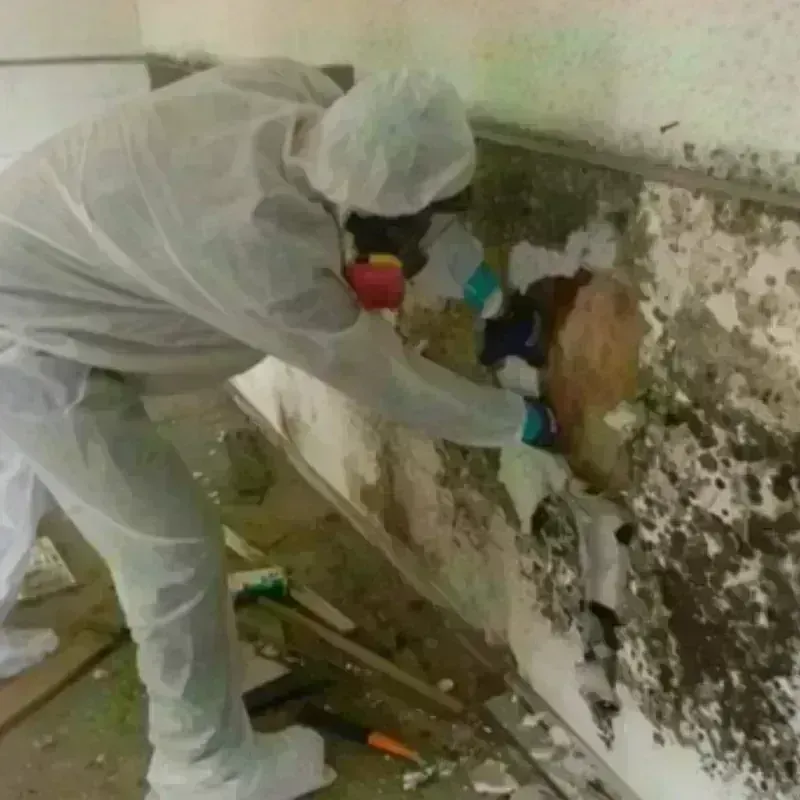 Mold Remediation and Removal in Pineville, NC